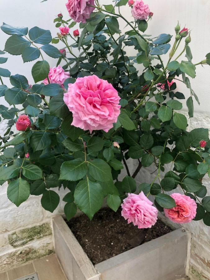 Nido Di Pietra-Dimora In Centro Bed & Breakfast Alberobello Exterior foto